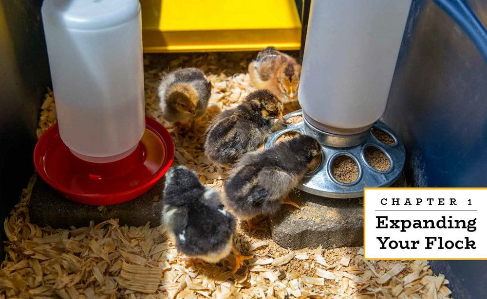 Backyard Chickens Beyond the Basics