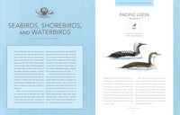 Bird Songs: 250 North American Birds in Song