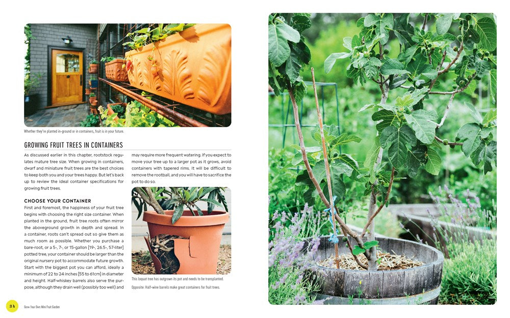 Grow Your Own Mini Fruit Garden