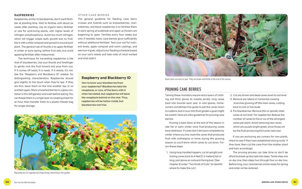 Grow Your Own Mini Fruit Garden