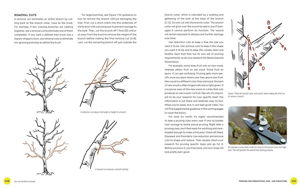 Grow Your Own Mini Fruit Garden