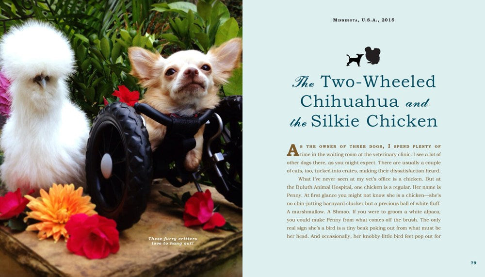 Unlikely Friendships: Dogs