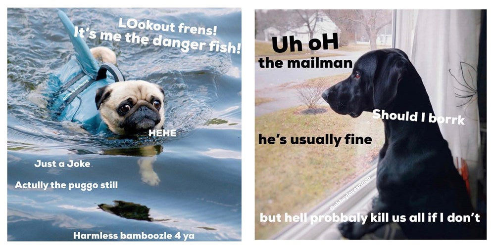 Doggos Doing Things