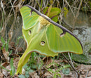 Gardening for Moths