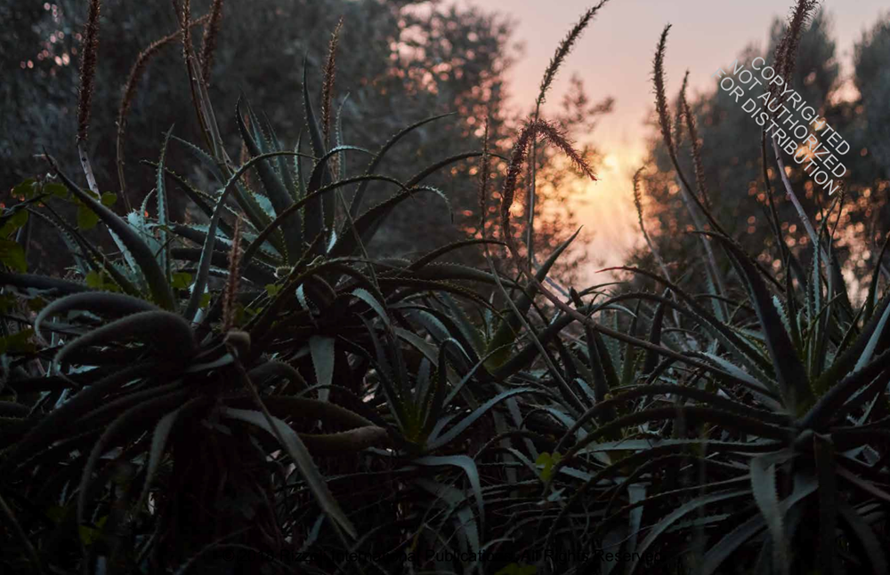 Eden Revisited