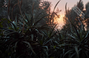 Eden Revisited