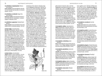 Native American Medicinal Plants