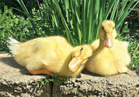 Duck Eggs Daily