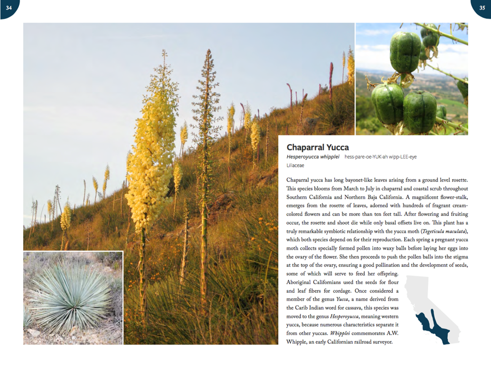 California Plants