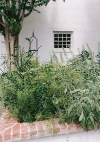 Leaves, Roots & Fruit: A Step-by-Step Guide to Planting an Organic Kitchen Garden