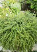 Leaves, Roots & Fruit: A Step-by-Step Guide to Planting an Organic Kitchen Garden