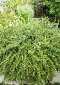 Leaves, Roots & Fruit: A Step-by-Step Guide to Planting an Organic Kitchen Garden