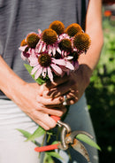 Leaves, Roots & Fruit: A Step-by-Step Guide to Planting an Organic Kitchen Garden