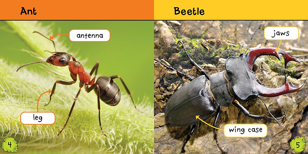 Learning About Insects