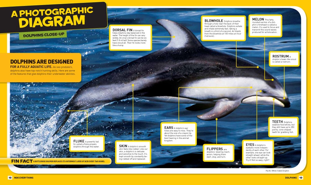 National Geographic Kids Everything Dolphins