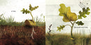 Because of an Acorn