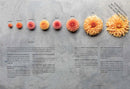 Floret Farm's Discovering Dahlias: A Guide to Growing and Arranging Magnificent Blooms