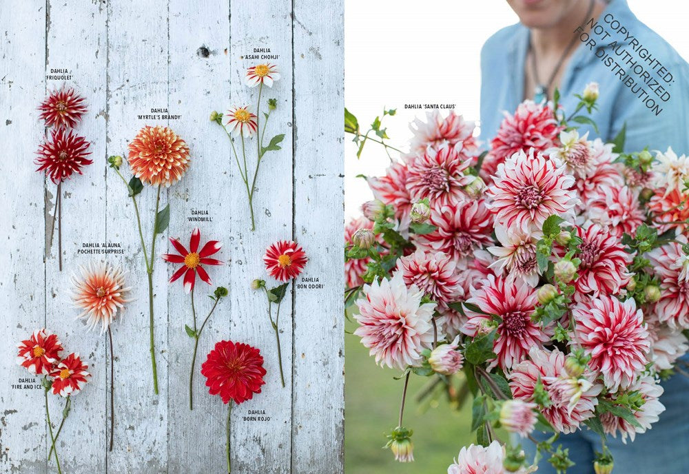 Floret Farm's Discovering Dahlias: A Guide to Growing and Arranging Magnificent Blooms