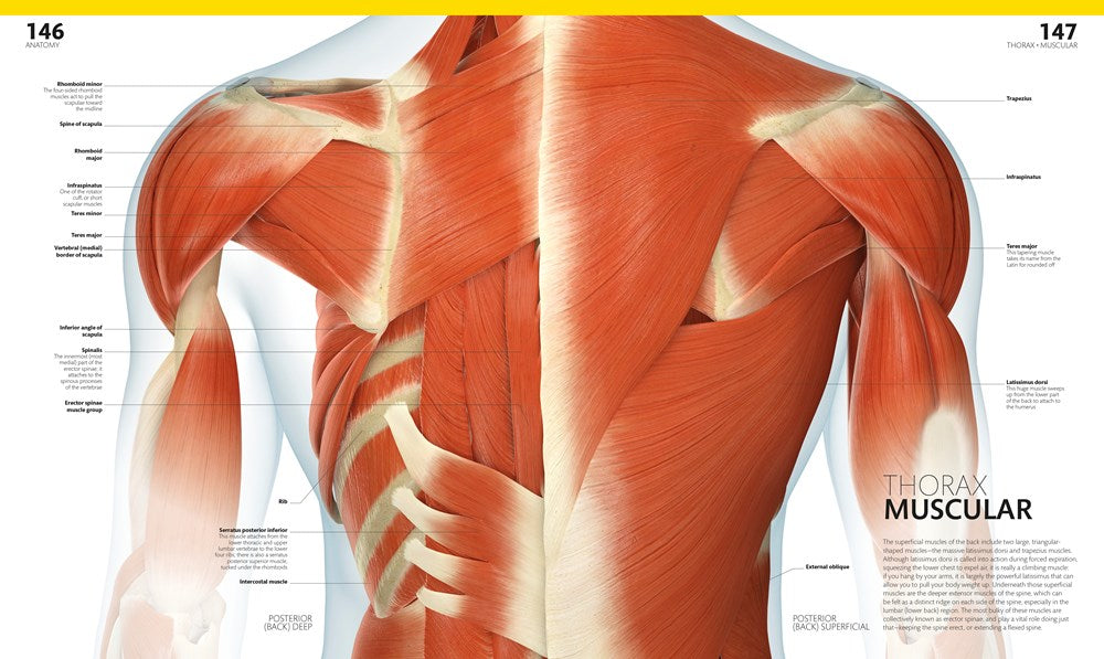 The Complete Human Body, 2nd Edition