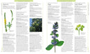 Encyclopedia of Herbal Medicine: 550 Herbs and Remedies for Common Ailments