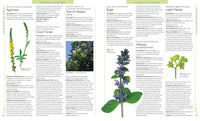 Encyclopedia of Herbal Medicine: 550 Herbs and Remedies for Common Ailments