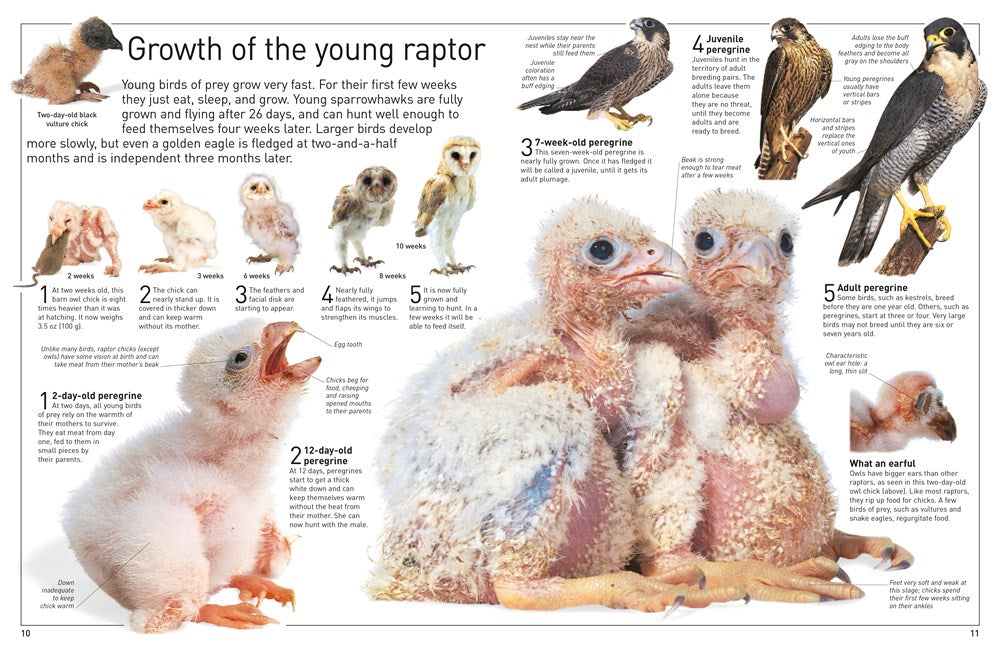 Eyewitness Eagle and Birds of Prey