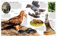 Eyewitness Eagle and Birds of Prey