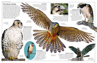 Eyewitness Eagle and Birds of Prey