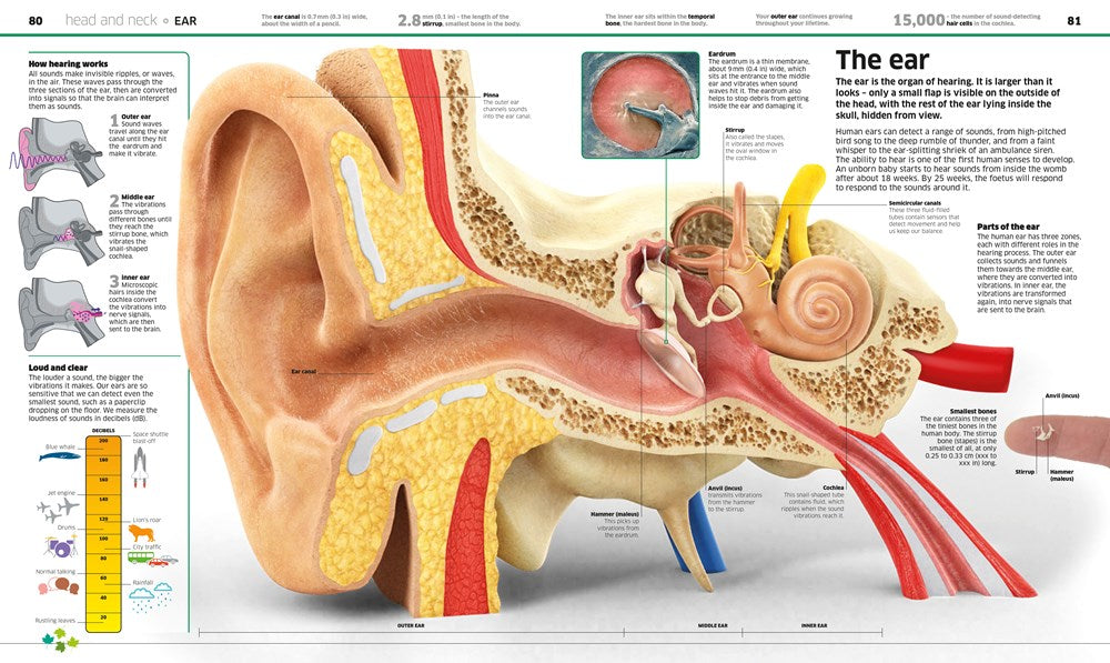 Knowledge Encyclopedia Human Body!