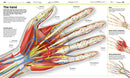 Knowledge Encyclopedia Human Body!