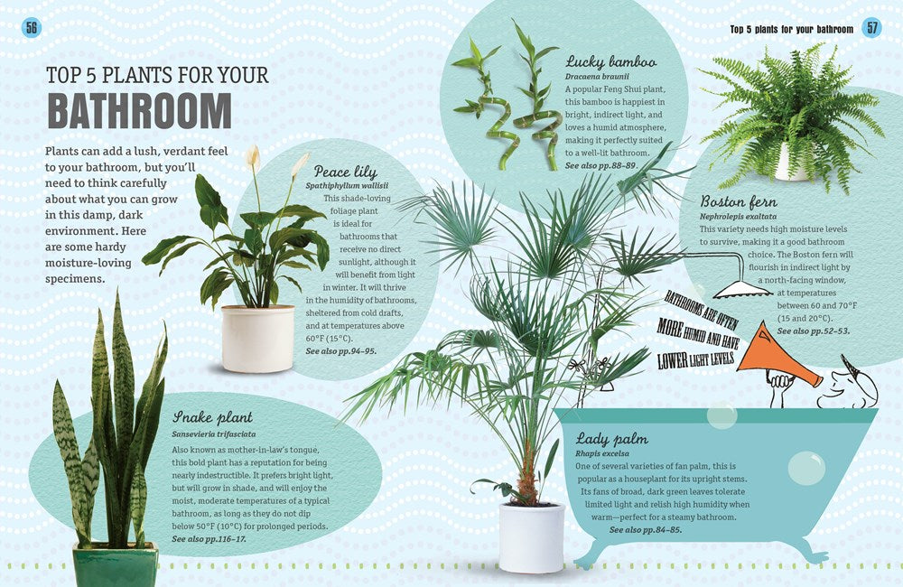 How Not to Kill Your Houseplant: Survival Tips for the Horticulturally Challenged