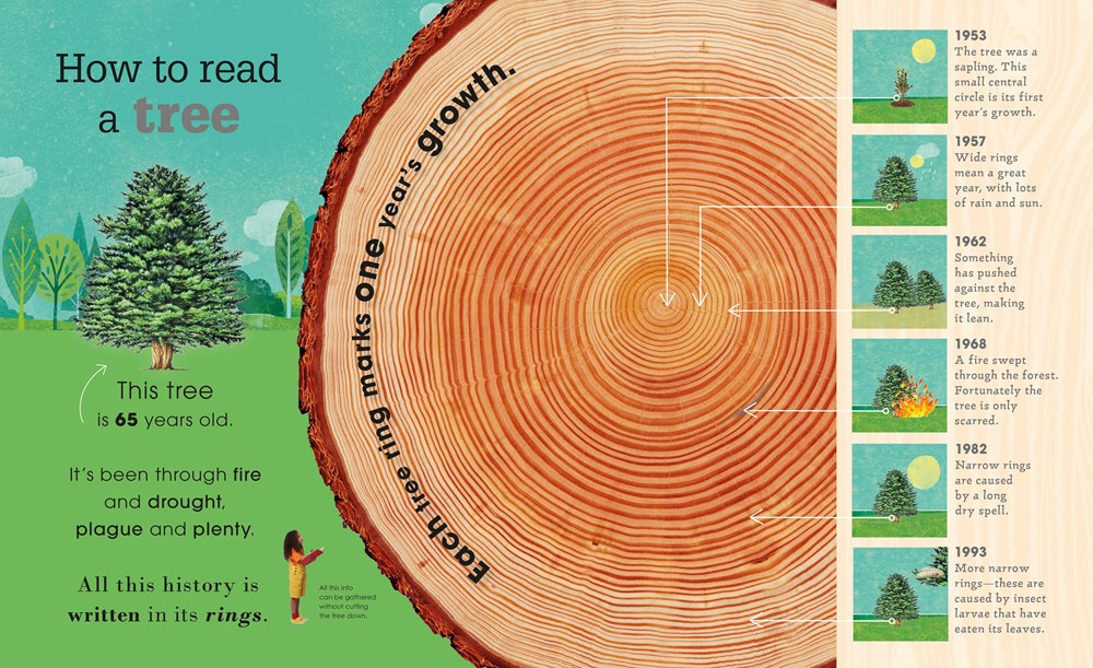 The Magic and Mystery of Trees