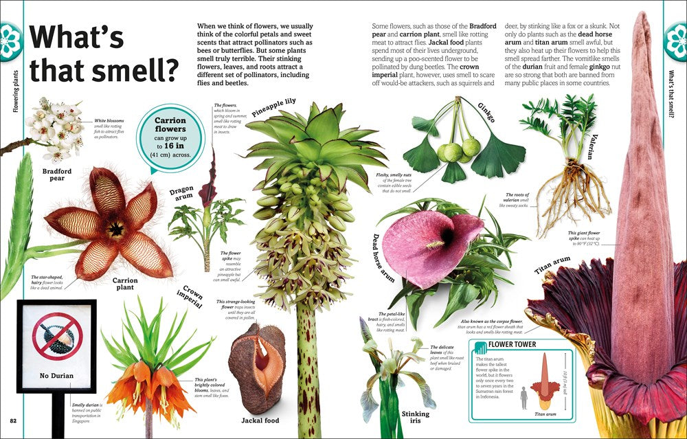 Trees, Leaves, Flowers and Seeds: A Visual Encyclopedia of the Plant Kingdom