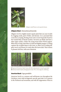 Edible Wild Plants of the Carolinas