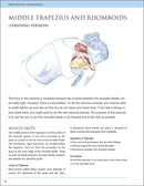 Prescriptive Stretching