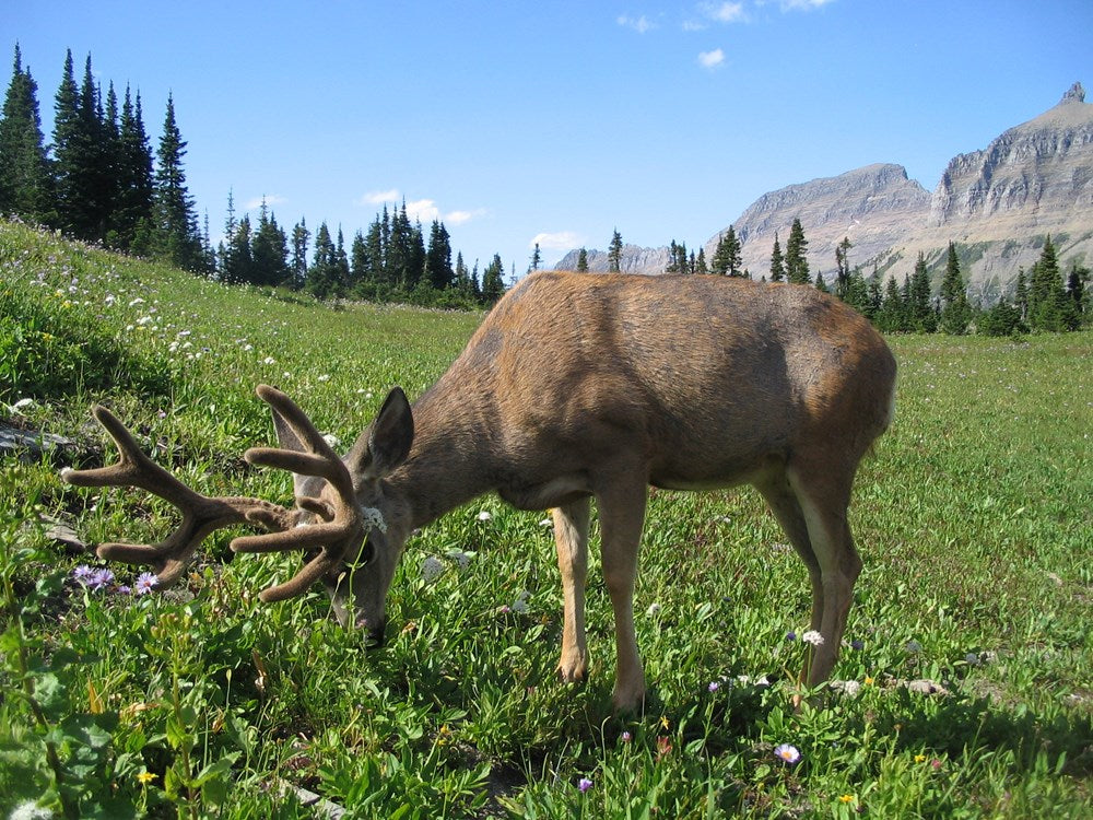 Hiking Glacier and Waterton Lakes National Parks