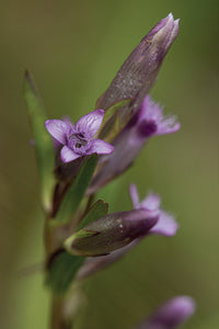 Best Wildflower Hikes New Mexico