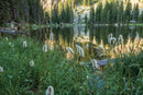 Best Wildflower Hikes New Mexico