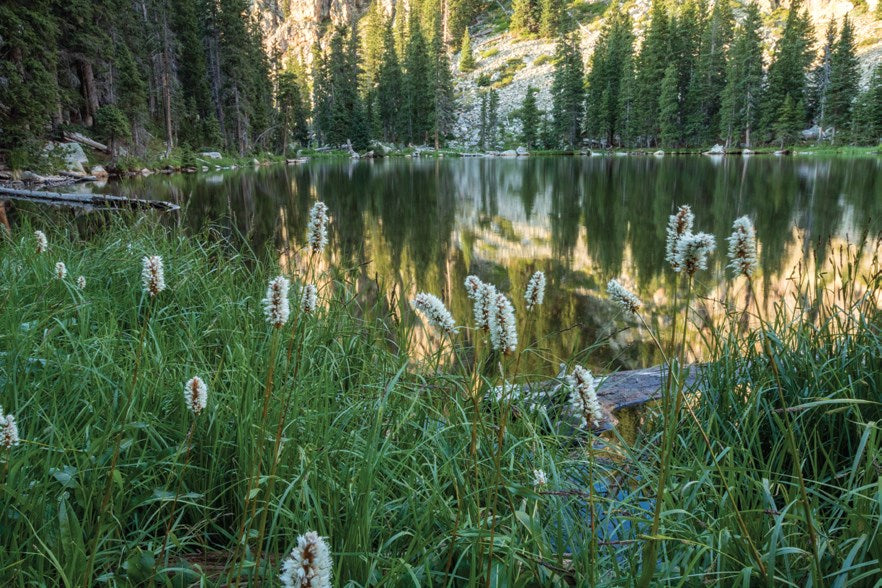 Best Wildflower Hikes New Mexico