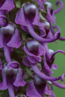Best Wildflower Hikes New Mexico