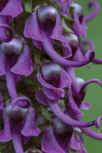 Best Wildflower Hikes New Mexico