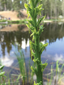 Best Wildflower Hikes New Mexico