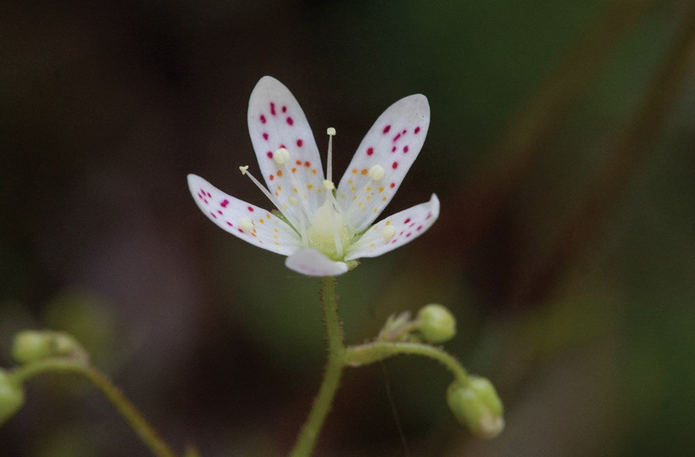 Best Wildflower Hikes New Mexico