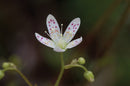 Best Wildflower Hikes New Mexico