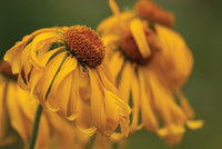 Best Wildflower Hikes New Mexico