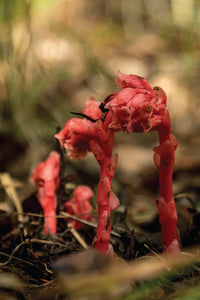 Best Wildflower Hikes New Mexico