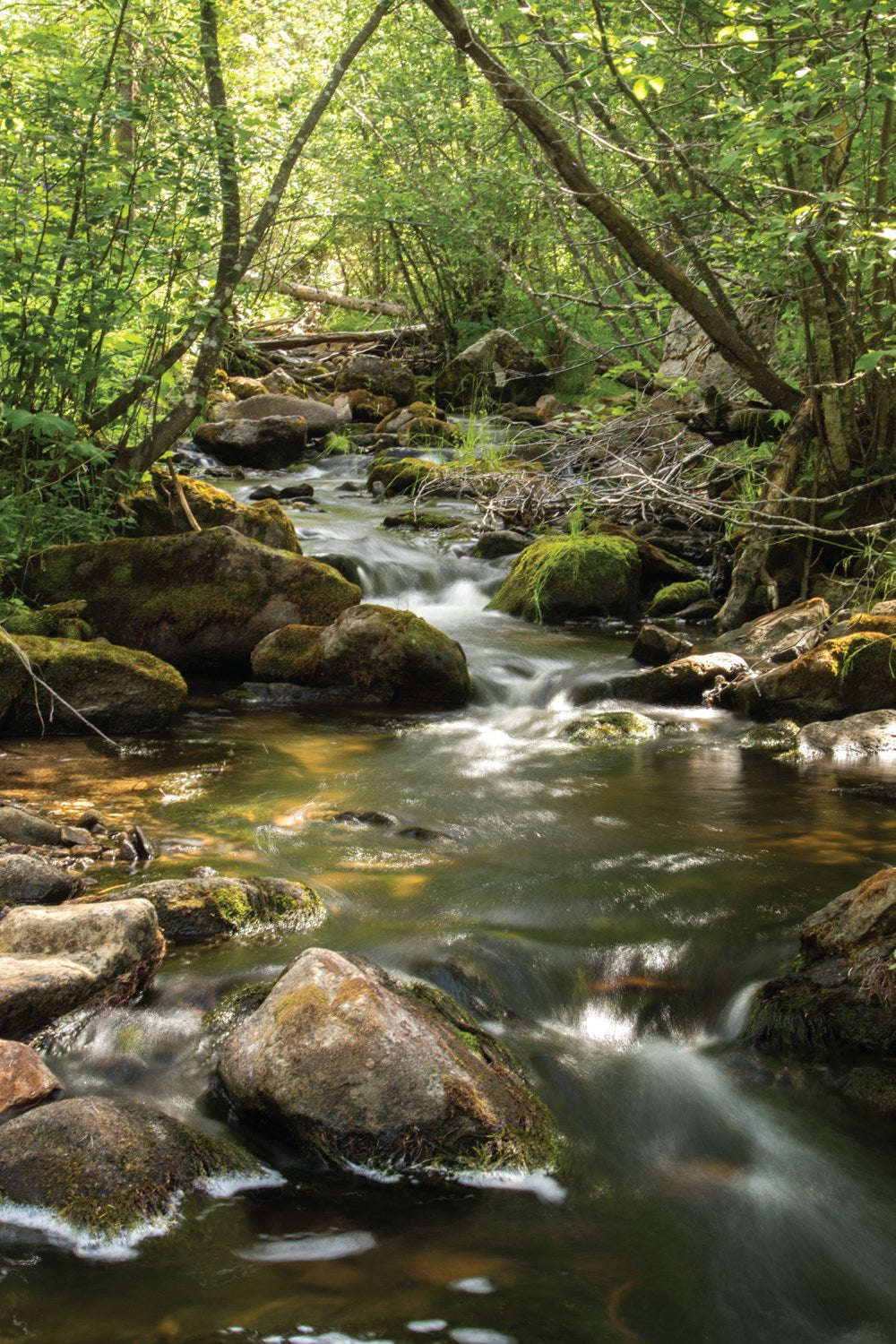 Best Wildflower Hikes New Mexico