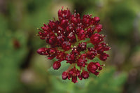 Best Wildflower Hikes New Mexico
