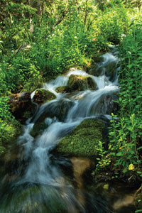 Best Wildflower Hikes New Mexico