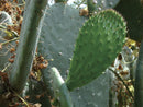 Foraging California